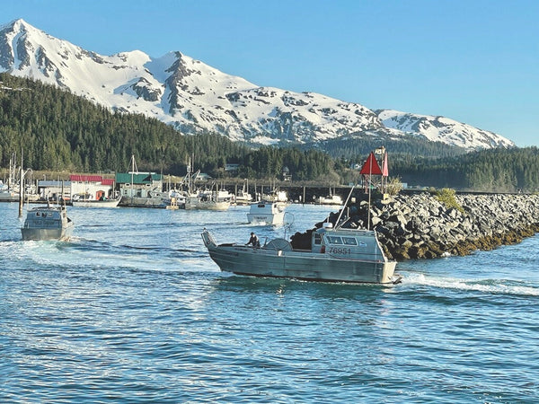 Wild Caught Copper River Sockeye Salmon